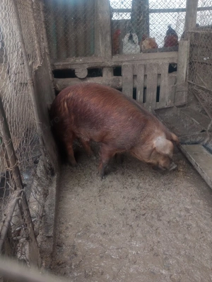 Vand vier rasa duroc - imagine 2