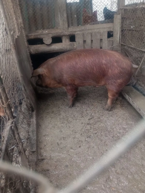 Vand vier rasa duroc - imagine 3