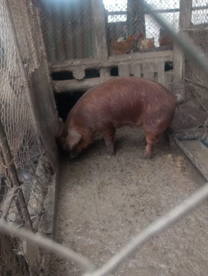 Vand vier rasa duroc