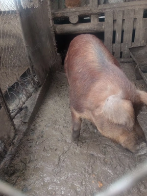 Vand vier rasa duroc - imagine 5