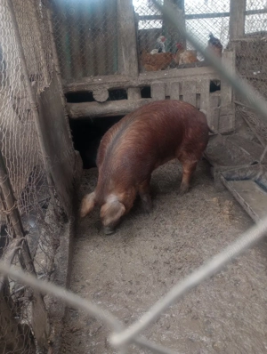 Vand vier rasa duroc - imagine 4