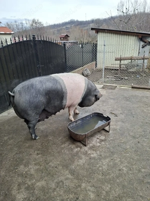 scroafa bazna  pt sacrificat - imagine 2