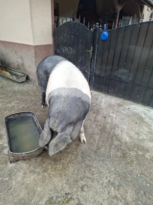 scroafa bazna  pt sacrificat