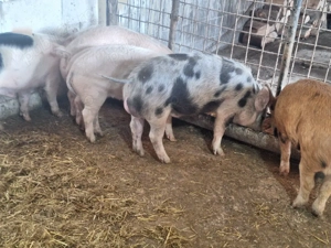 de vanzare porcei de carne 60-70-80 kg pret pe toti 700de lei 