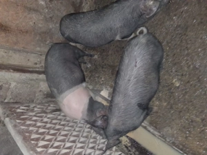 2 soldani bazna (femele) - imagine 3