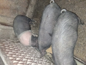 2 soldani bazna (femele)