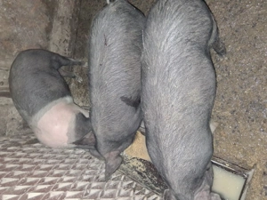 2 soldani bazna (femele) - imagine 2