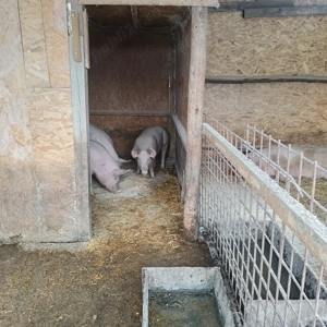 Porci de vanzare,greutate 55-90kg bucata - imagine 5