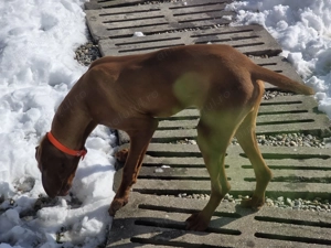 Mascul vizsla maghiară  - imagine 4