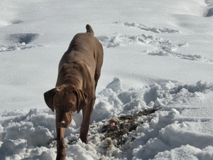 Mascul vizsla maghiară  - imagine 5