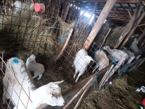 capre cu iezi - imagine 3