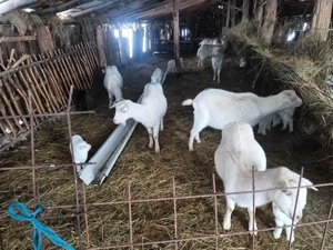 capre cu iezi - imagine 4