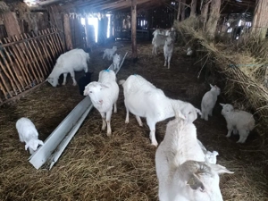 capre cu iezi - imagine 2