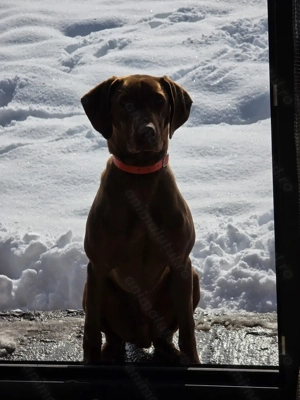 Mascul vizsla maghiară  - imagine 2