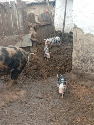 Vând o scroafa cu 8 godaci