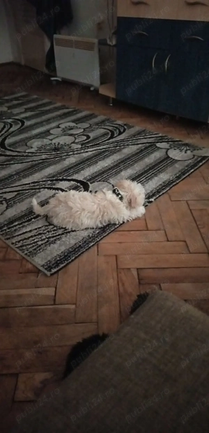 Bichon maltese  - imagine 2