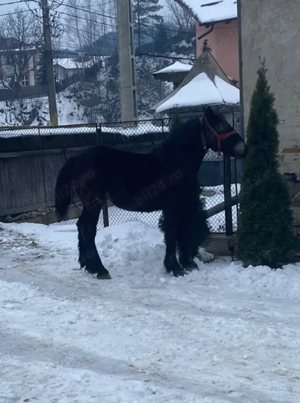 Mânză de Vânzare  - imagine 2