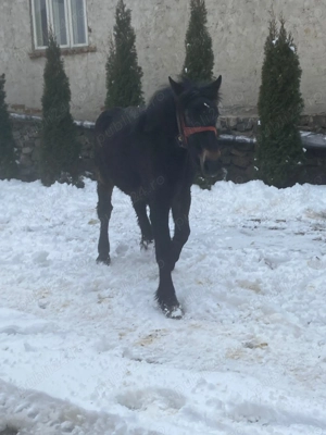 Mânză de Vânzare  - imagine 3