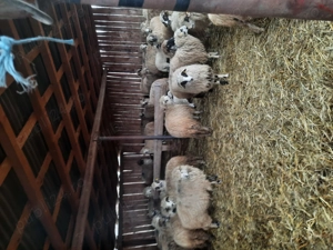 Vând 75 oi și 2 berbeci - imagine 3