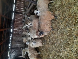 Vând 75 oi și 2 berbeci - imagine 2