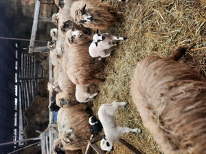 Vând 75 oi și 2 berbeci