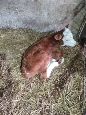 Vaci de vânzare ...