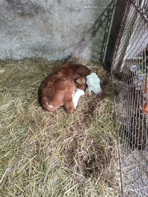 Vaci de vânzare ... - imagine 2