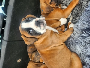 Vand pui boxer german