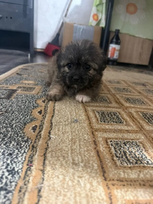 caini de vanzare - imagine 2