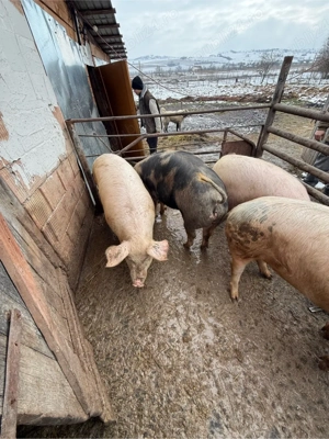 porci de vanzare - imagine 4