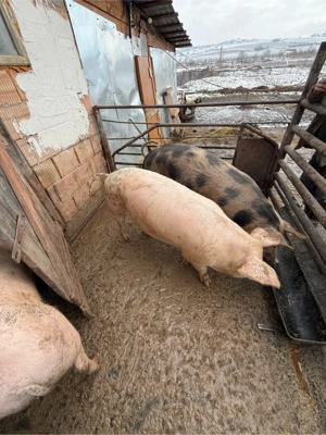 porci de vanzare - imagine 5