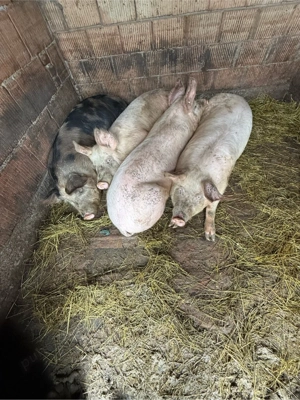 porci de vanzare - imagine 2