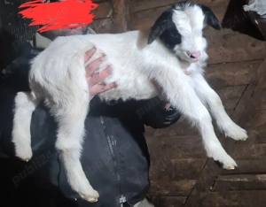 3 capre tinere cu iezi - imagine 3