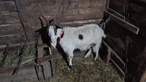 3 capre tinere cu iezi - imagine 4