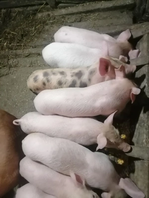 Vând purcei - imagine 5