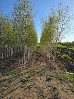 Plantează o moștenire verde!    Vând puieți forestieri fag carpen frasin tei plop salcami  - imagine 2