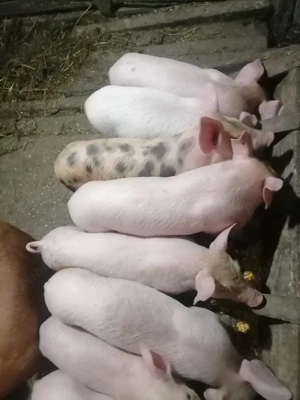 Vând purcei - imagine 2