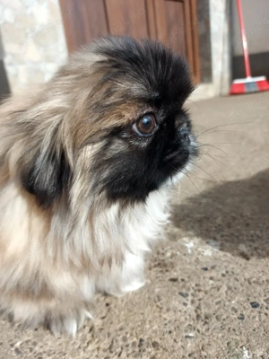 baietel de 3 luni cu carnet de sănătate si vaccinurile la zi - imagine 3