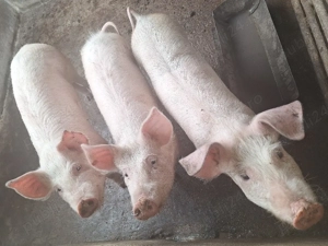 Șuldei de vânzare!