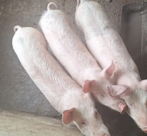 Șuldei de vânzare! - imagine 2