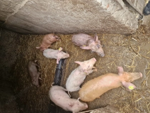 Purcei  8 saptamani - imagine 2