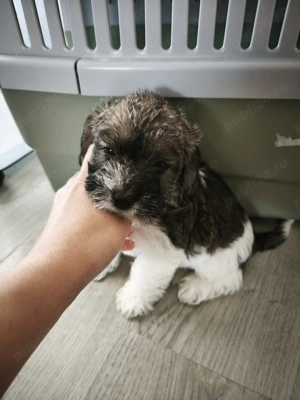 Donez Cățeluși cooker spaniel metisi