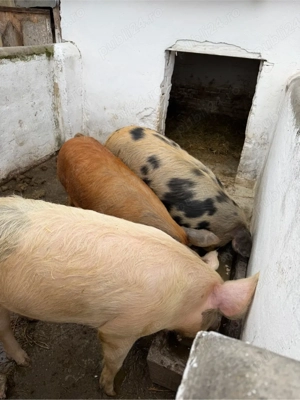 vand 2 porci de carne  - imagine 3