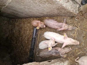 Purcei  8 saptamani - imagine 5