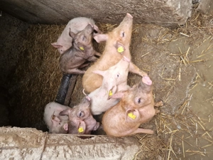 Purcei  8 saptamani - imagine 4