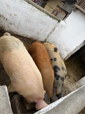 vand 2 porci de carne  - imagine 4