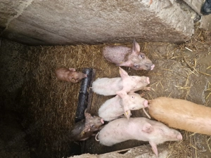 Purcei  8 saptamani - imagine 3