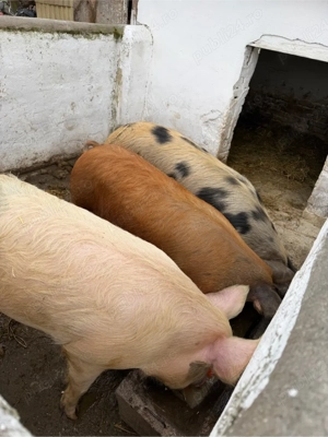 vand 2 porci de carne  - imagine 2