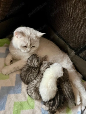 British shorthair shaded point - imagine 2