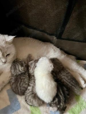 British shorthair shaded point - imagine 3